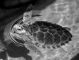 2 Section A Answer all questions. 1 Fig. 1.1 shows a photograph of a loggerhead turtle, Caretta caretta. Fig. 1.1 (a) An investigation was carried out into the effect of temperature on egg development of the loggerhead turtle.