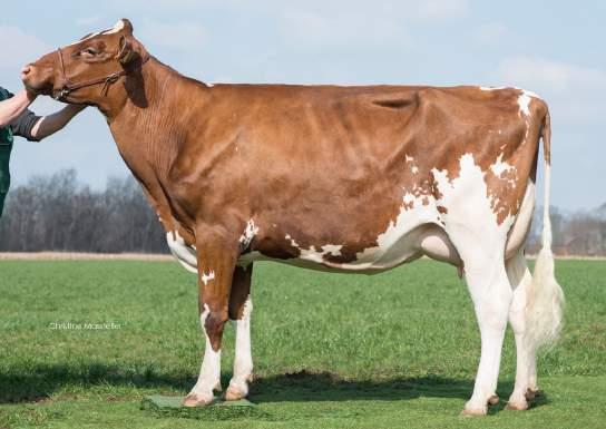 . Production Traits Genomic August 8 66 6 +497 +. +.6% +8.9 +.% 66% August 8 Production Traits Genomic August 8 7 6 +59 +. +.% +6. +.% 67% August 8 D-Fertility 8. Calving Ease -.