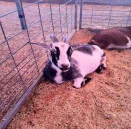 PYGMY GOATS NOT a sanctioned show CLASS RECEIVING: Saturday, Sept 1, 7am to 9am JUDGING: Sunday, Sept. 2 nd, 4 pm ENTRY FEE: $5.00 per entry per Lot ENTRIES CLOSE: Wednesday, August 22 nd at 5 PM.