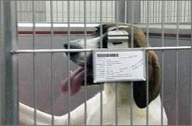 Animal Identification Label on shipping crate Cage cards The cage card should list the: species or