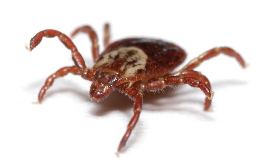 Today s objectives: To review the most common ticks in Michigan and Ontario and the diseases they carry.
