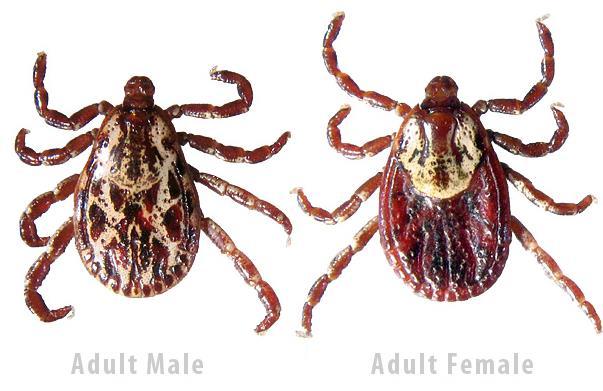 Which ticks transmit which diseases?
