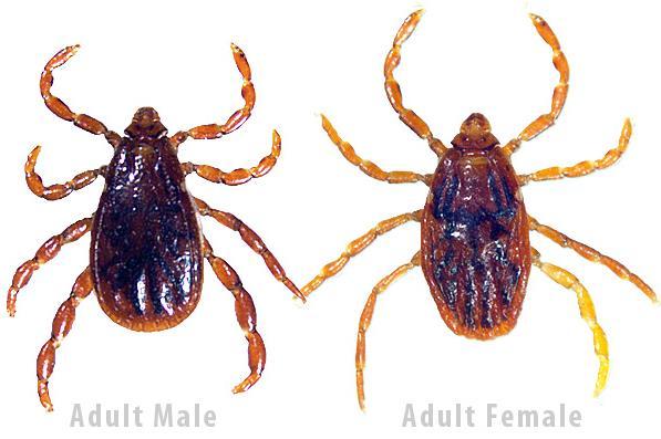 Brown Dog Tick Diseases/pathogens: Rocky Mountain spotted fever, canine
