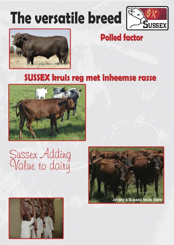 In recent years the demand for polled bulls has increased. The advantages are less stress and a lower labour requirement.