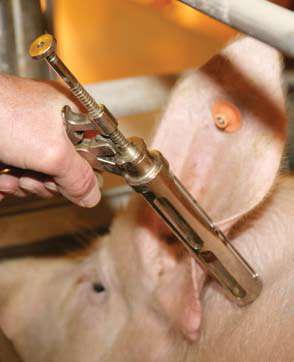Good Production Practice # 3 Use Antibiotics Responsibly The U.S. pork industry has a proud tradition of producing safe and nutritious pork for consumers the world over.