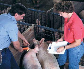 than some other methods Ear notches can be recorded on a card to identify treated animals.
