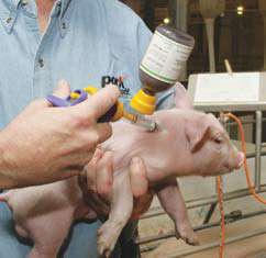 Administration of Injectable Drugs Improper injection techniques are a significant cost to the pork industry each year.
