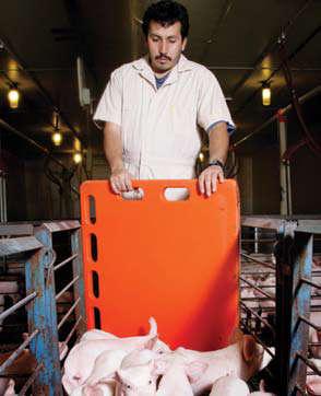 Good Production Practice #10 Provide Proper Swine Care to Improve Swine Well-Being There are many factors within a pig s environment that will influence its overall well-being.