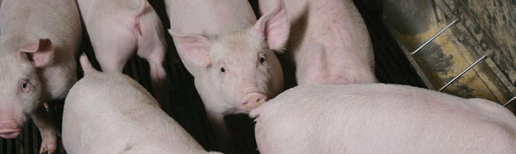 Provide Proper Swine Care to Improve Swine Well-Being. Good Production Practice #10 Daily Observation continued.