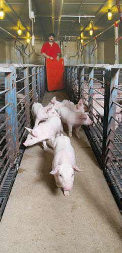 Provide Proper Swine Care to Improve Swine Well-Being. Good Production Practice #10 Handling and Movement continued.