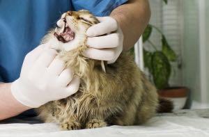 DENTISTRY Cat Dental Care Services and Tips from Our Veterinary Clinic Dental disease is all-too common overlooked and under-treated in cats, which is where Sykesville Veterinary Clinic comes in.