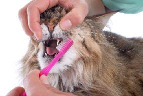Cat Dental Care Tips You Can Begin to Use at Home At-home tooth brushings are an important part of ensuring the overall health and wellness of your cat.