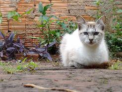 It s Important to Understand the Aging Process of a Senior Cat The aging process for a cat is accompanies by many physical and behavioral changes, including some of the following: Senior cats are