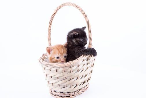 Kitten Preventative Care Packages BY CHOOSING