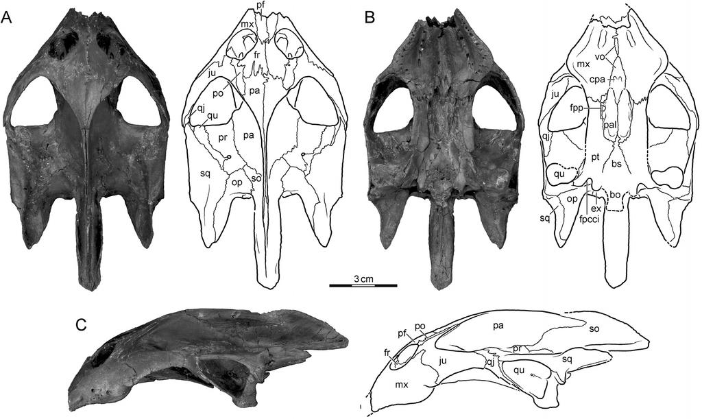 Joyce et al. New cranial material of Gilmoremys lancensis (e1225748-3) FIGURE 2. BMRP 2013.4.214, Gilmoremys lancensis skull, Upper Cretaceous (Maastrichtian) of Montana.