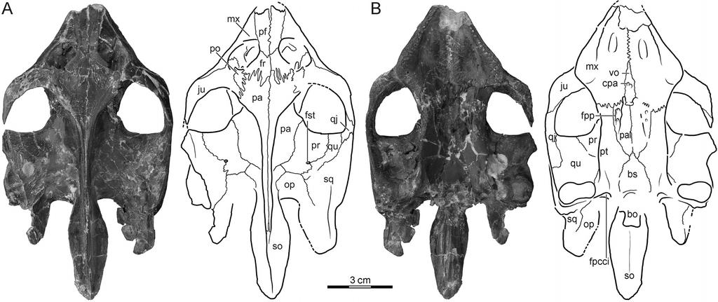 Joyce et al. New cranial material of Gilmoremys lancensis (e1225748-4) FIGURE 3. BMRP 2012.4.336, Gilmoremys lancensis skull, Late Cretaceous (Maastrichtian) of Montana.