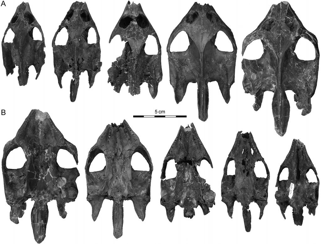 Joyce et al. New cranial material of Gilmoremys lancensis (e1225748-7) FIGURE 5. Cranial ontogeny of Gilmoremys lancensis, Upper Cretaceous (Maastrichtian) of Montana and North Dakota.