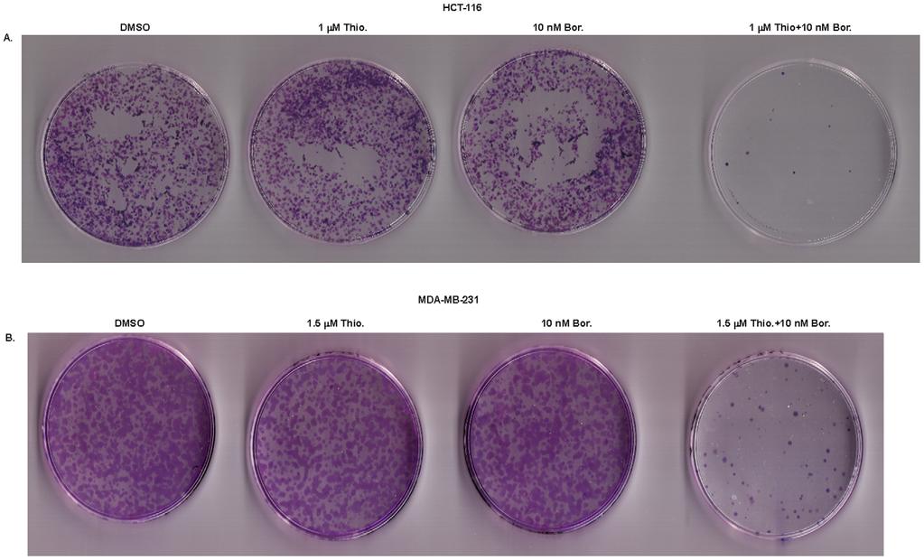 Synergy between Thiostrepton and Bortezomib Figure 4. Clonogenic assay shows the long-term effects of combination treatment of human cancer cells with thiostrepton and bortezomib. A.
