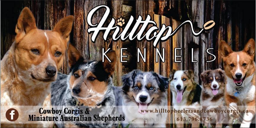Hilltop Kennels Cowboy Corgis & Miniature Australian Shepherds 1513A Whalen Road, Renfrew, ONT, K7V 3Z7 (613) 796-8736 PUPPY PURCHASE AGREEMENT This contract is entered into between Ginger Fleguel