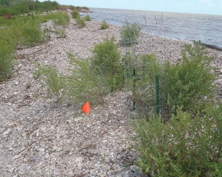 Methods: Detailed Study of a Single Nesting Beach (2015 Site) Previous efforts (2014) yielded the location of significant terrapin nesting beach thereby