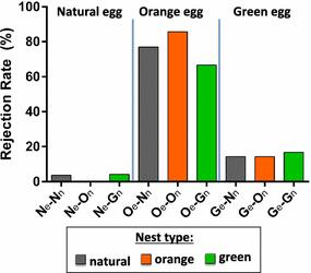 To independently manipulate nest colour and, thus, to shift the relative contrast between eggs and nests, we also dyed the nest lining orange (2013), or green (2014), in experimental nests.