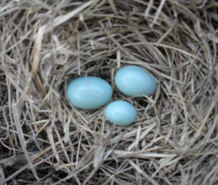 Unusual Finds on My Trail Evelyn Cooper An oversize egg, one normal and one the size of a pea found in a nestbox on the Denbury/Cooper property line.
