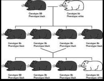 Recap (Don t write down) 1. What is the difference between phenotype and genotype? 2. In seals, having whiskers is dominant, and not having whiskers is recessive. Give the: a. Heterozygous genotype b.