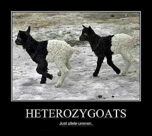In these cases, heterozygous individuals have neither a dominant nor