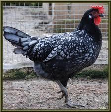 Determine the genes of offspring between one black and one white Andalusian chicken Parents x Genotypes ratio: : : Phenotypes ratio: :