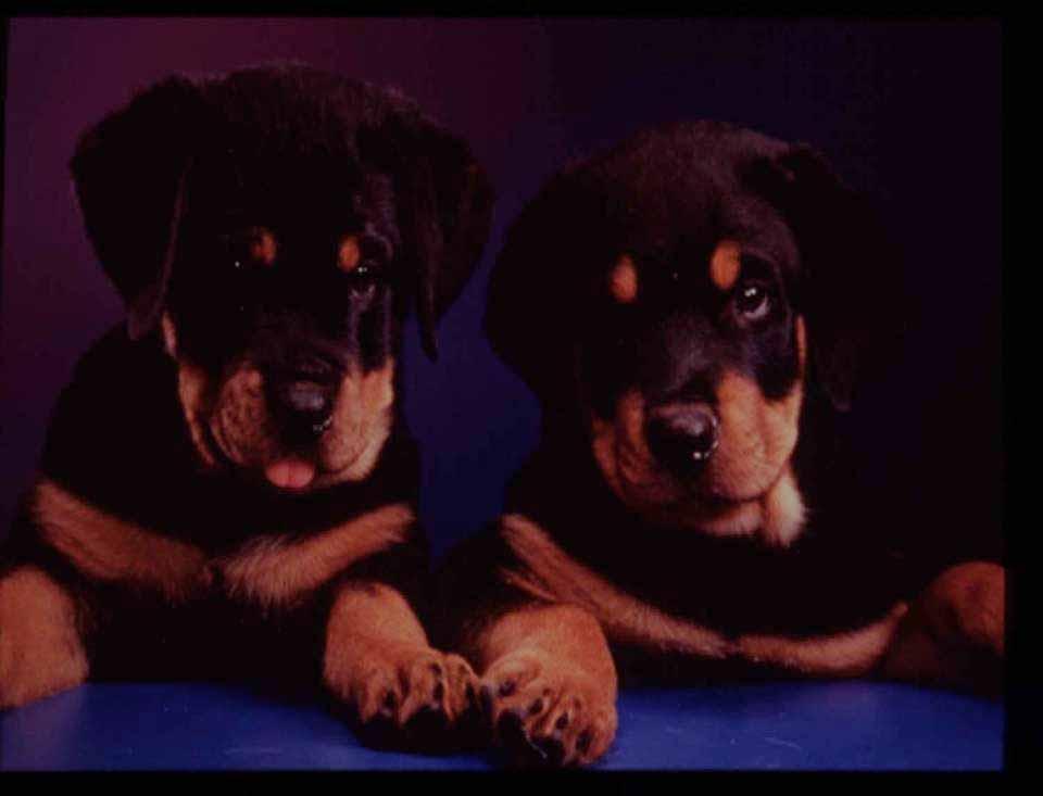PERFORMANCE OF PROGARD VACCINES IN ROTTWEILER PUPPIES By: Dr.