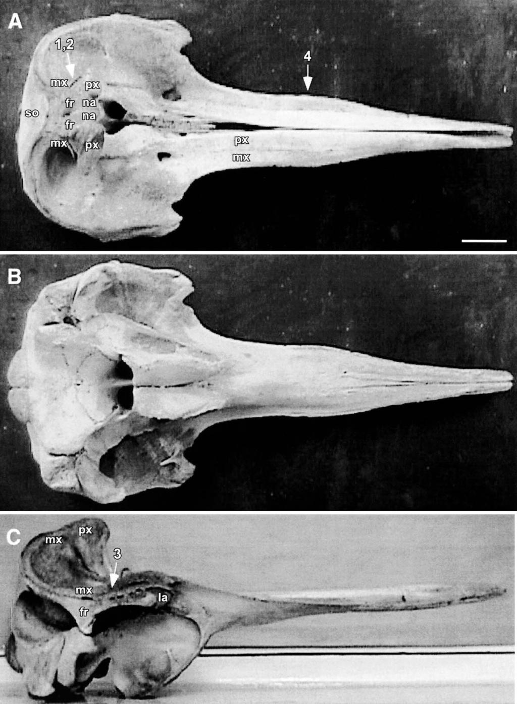 438 MARINE MAMMAL SCIENCE, VOL. 19, NO. 3, 2003 Figure 6. Skulls of mature Longman s beaked whales; OM7622, Kenya: (A) dorsal view; (B) ventral view; (C) lateral view (scale bar 5 10 cm, images A C).
