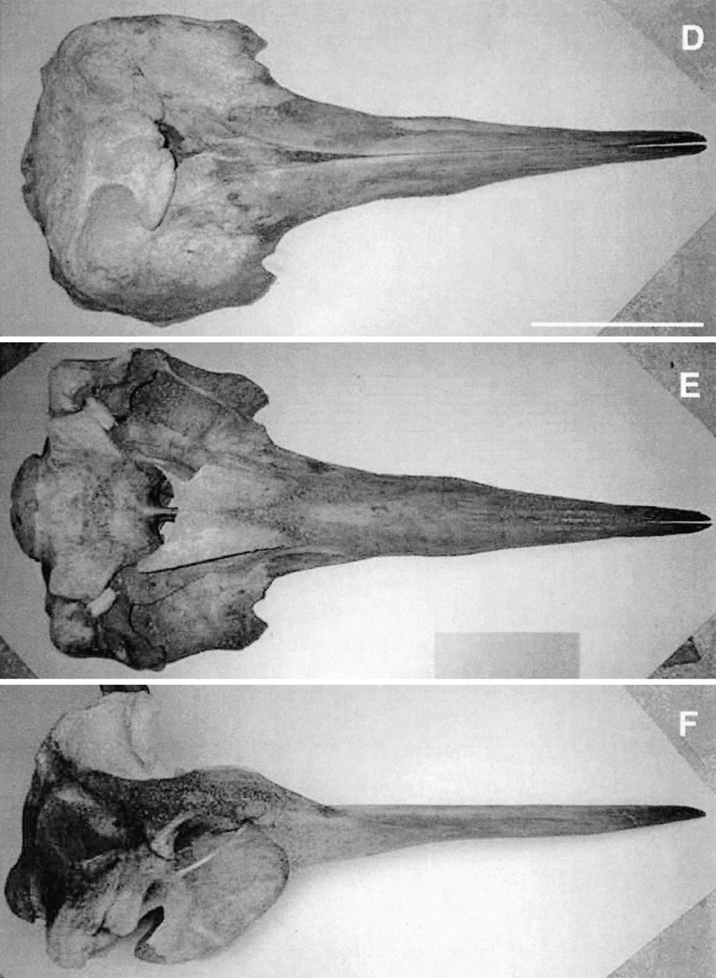 DALEBOUT ET AL.: NEW LONGMAN S BEAKED WHALES 439 Figure 6. Continued. forward at about 458 (Fig. 10E, X-ray of beak).