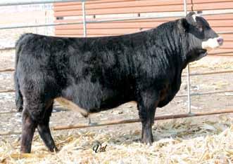 26 Powerful Herd Bull Prospects Gonsior Armando A88 Double Black Double Polled/Scurred 3/4 SM 3/16 AN 1/16 BF Bull 7 1.3 59 88 7 18 48 13 9.3 24.1 -.59.03 -.049.