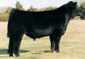 WW: 617 Here s another option for adding growth to a calf crop. A88 is a little larger framed Ammo son. His Macho sired dam had a couple sisters sell in the $5,000 range in past sales.