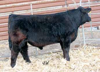 Powerful Herd Bull Prospects 30 #2809447 Tattoo: A82 BD: 3-1-13 Act. BW: 107 Adj. WW: 662 Gonsior Chalmers A82 Double Black Double Polled/Scurred 5/8 SM 3/8 AN Bull 8 5.0 72 110 7 24 60 * 10.7 42.9 -.