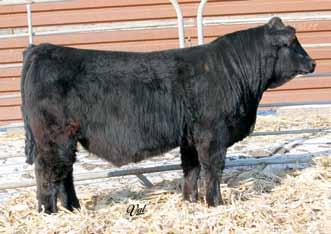 35 Gonsior AC/DC A77 Dbl. Black Dbl. Polled Purebred Bull Powerful Herd Bull Prospects 11 1.3 70 104 10 25 60 21 10.9 33.3 -.60.06 -.049.