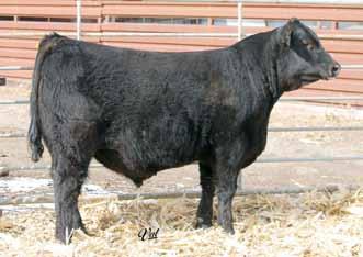 43 Powerful Herd Bull Prospects GS/SD Blending Dreams R33A Black Dbl. Polled Purebred Bull 10 2.