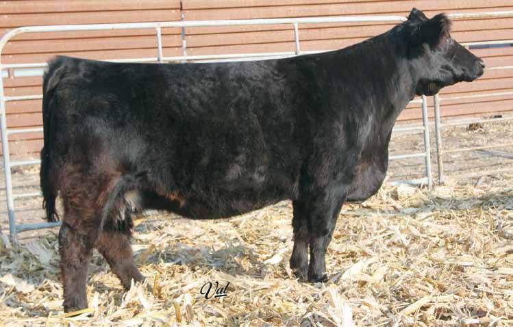 The Exceptional Independence Family 49 GS/WRS Steelin Looks X40 Dbl. Black Dbl. Polled Purebred Female 8 1.8 60 92 9 14 44 26 8.6 27.2 -.30.01 -.041.