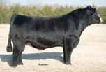 WW: 607 WRS/GS Lookin Fine Z210 STF Steel Force, sire X40 is certainly one of my favorites. Shortly after being weaned, she won her class at the American Royal Jr.