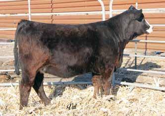 Fancy Open Heifers 51 52 WRS Radiance A307 Dbl. Black Dbl. Polled 1/2 SM 1/2 AN Female 15 -.3 57 88 13 28 56 21 * 22.1 -.44.27 -.20.