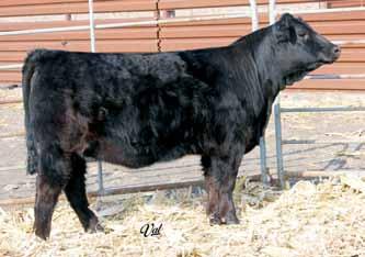 WW: 618 A21 is an own daughter of arguably the top donor of the Simmental breed of all time; the great Ebony s Joy L123. Here s your chance to own a daughter of this powerhouse donor.