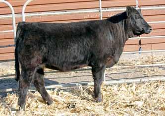Co-Owned with Groves Simmental Ranch. Gonsior Amanda A19 Dbl. Black Dbl. Polled Purebred Female 12 1.4 65 90 8 24 57 21 10.3 24.8 -.71.27 -.066.90 135 74 #2809446 Tattoo: A19 HS/TBSF Upgrade 12Y Mr.