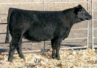 A24 is the natural calf out of our S603 donor. She s had sisters, by BC Lookout, sell at the top of our open divisions the last few years. This one is feminine and sound.