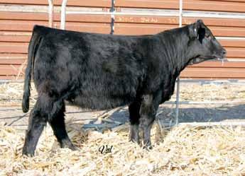 67 Fancy Open Heifers Gonsior/SD Scarlet Aloha A32 Red Dbl. Polled Purebred Female 10 2.8 70 95 13 22 57 19 11.5 29.9 -.58.11 -.061.