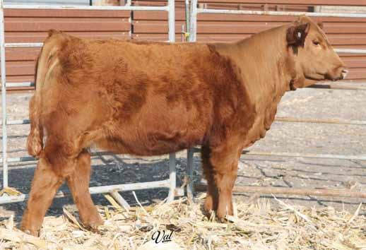 WW: 639 A32 is one we ve been waiting for. This female had a couple red brothers that drew lots of attention at a couple of our past sales both went on to be top sellers.