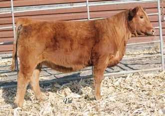 WW: 647 A F1 Simmental x Red Angus. She s ultra-feminine and sound. Her dam is a Major League out of the great Forster 0140 donor.