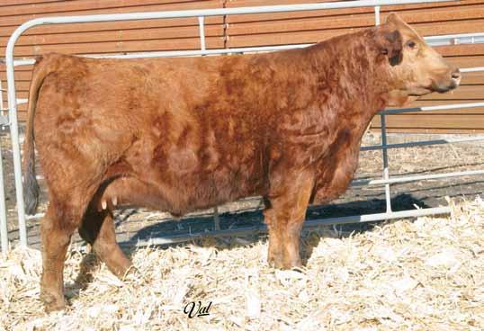 Sire: WS Beef Maker R13 Date: 5-14-13 Est. Plan Mating EPDs: 17 -.10 62 85 13 23 54 21 Carcass: 19.35 -.57.36 -.05 1.02 148 76 Cinaburst is a powerful red donor that is very complete.