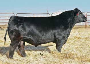 WW: 533 Elm-Mound Blt Right Z170 Double Black Baldy Double Polled Purebred Female 13 1.9 59 83 9 25 54 20 9.3 22.2 -.64.07 -.067.
