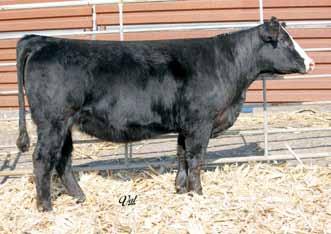 WW: N/A Pasture Sire: Elm-Mound GS Y1114 Dates: 6-15 to 9-1-13 Est. Plan Mating EPDs: 11.6 57 84 8 20 49 * Carcass: 20.55 -.44.14 -.02.