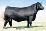 Indy is a Do it all donor that has lifetime earnings over $350,000 and continues with great momentum, as evidenced by her offspring offered in this year s sale.